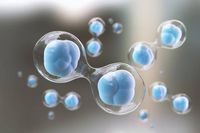 стволови клетки мнения - 55435 цени | Bioregeneration стволови клетки мнения - 14237 цени